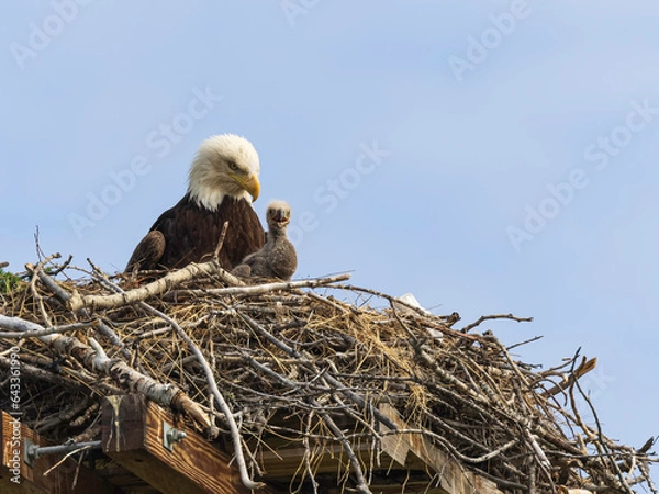 Obraz American Bald Eagle with Chick