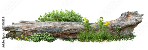 Fototapeta Dead tree fallen and lying on the ground. Cutout tree trunk surrounded by flowers. Garden design isolated on transparent background. Flowering shrub and green plants for landscaping. Flowerbed.