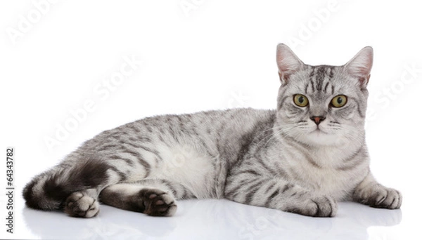 Fototapeta Portrait of gray shothair cat looking camera isolated on white b