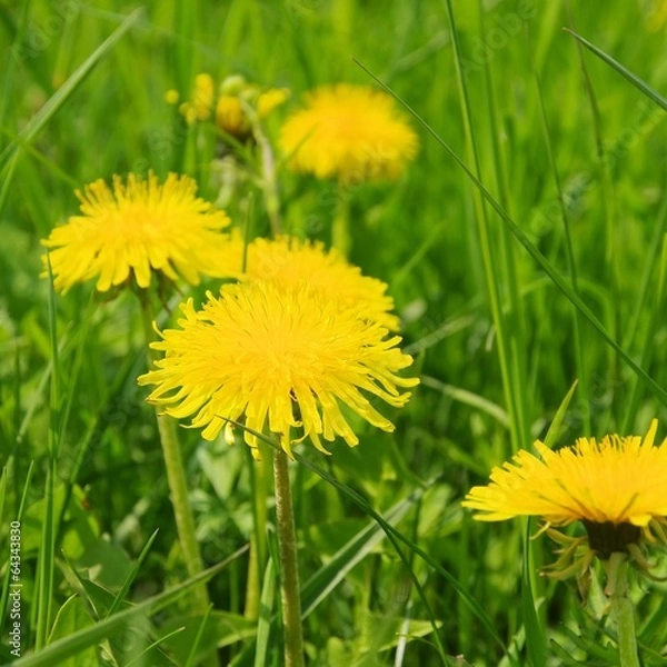 Fototapeta Loewenzahn - dandelion 27