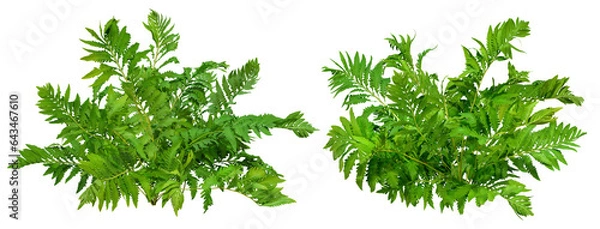Fototapeta Hedge of fern plant isolated on a transparent background. Bush of lush green leave