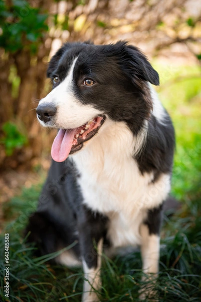 Fototapeta Border Collie puppy sitting on the grass