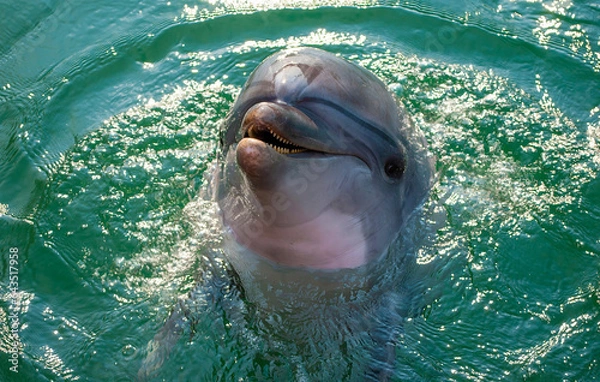 Fototapeta Dolphin poses for the camera