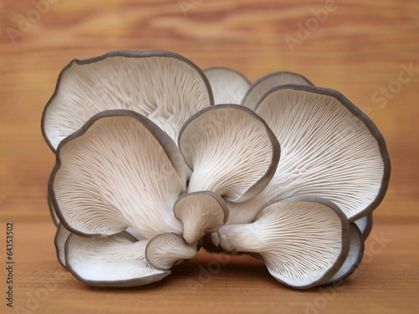 Obraz boczniak ostrygowaty