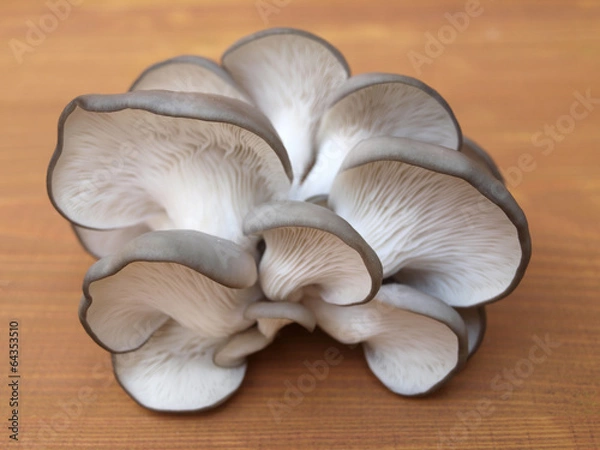 Obraz Oyster mushroom
