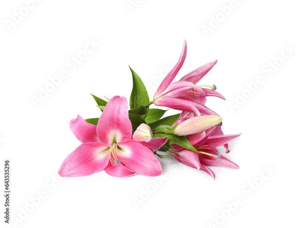 Obraz Beautiful pink lily flowers isolated on white