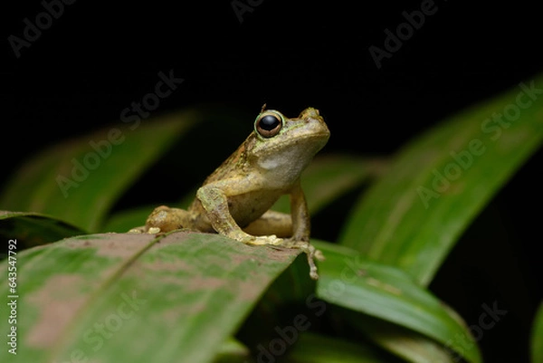 Obraz Kuranda Tree Frog on a leaf