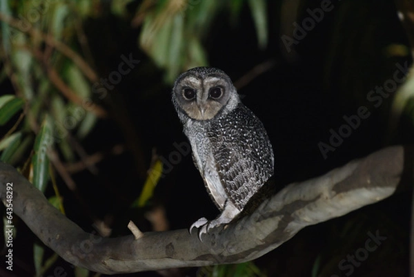 Obraz Lesser Sooty Owl