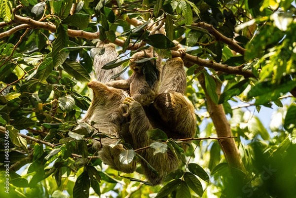 Obraz Sloth with baby 