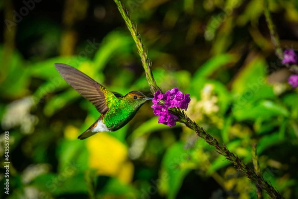 Obraz Hummingbird