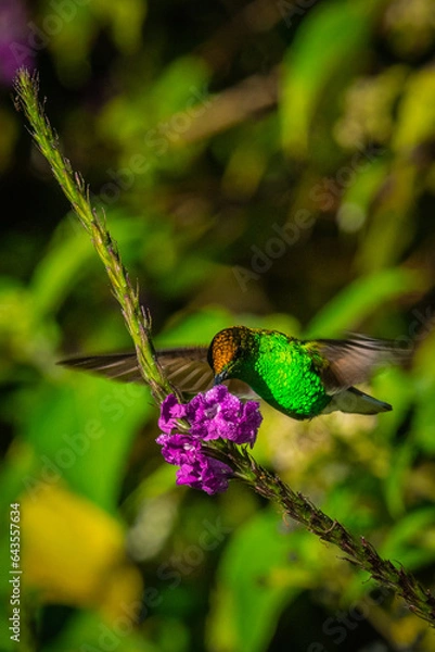 Obraz Hummingbird