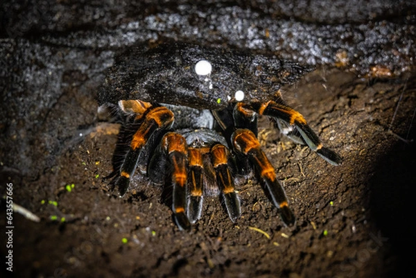 Obraz Tarantula 