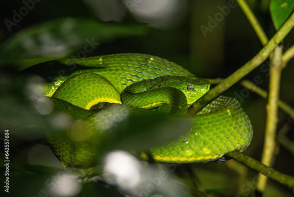 Obraz Green viper