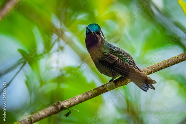 Obraz Hummingbird