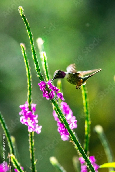 Obraz Hummingbird
