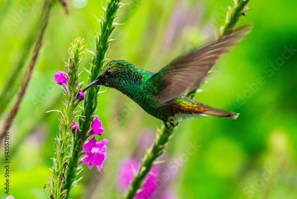 Obraz Hummingbird
