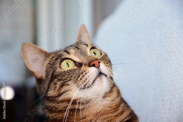 Obraz Egyptian Mau cat - amazed