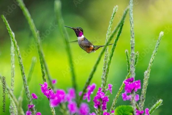 Obraz Hummingbird