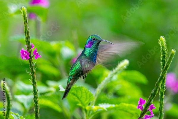Obraz Hummingbird