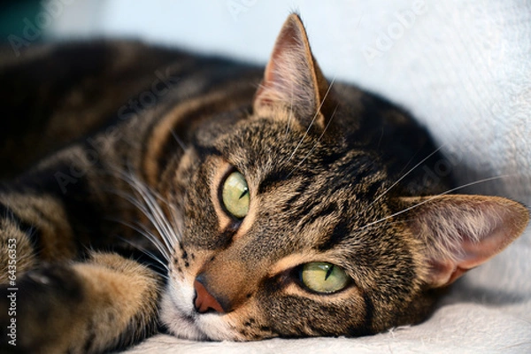 Obraz Egyptian Mau cat