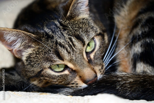 Obraz Egyptian Mau - evil cat