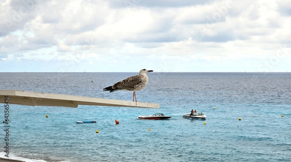 Fototapeta Seagull on the beach. Against the backdrop of the sea and a cloudy sky, a Seagull explores the world on the Promenade des Anglais in Nice, Cote d'Azur, France