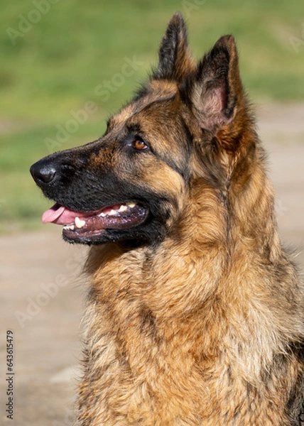 Fototapeta Close up with a dog - dog portrait on a sunny day