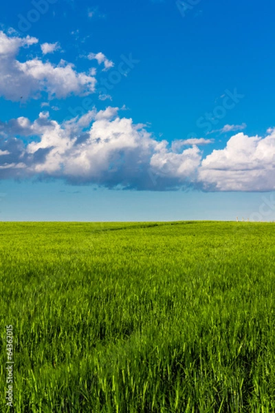 Fototapeta Wheat field