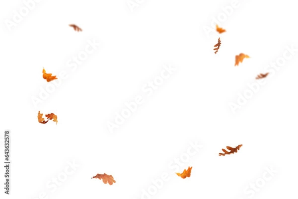 Fototapeta Falling isolated autumn colored leaves png. Autumn Set. Photo Overlays. Leaves in autumn background isolated space for your text	