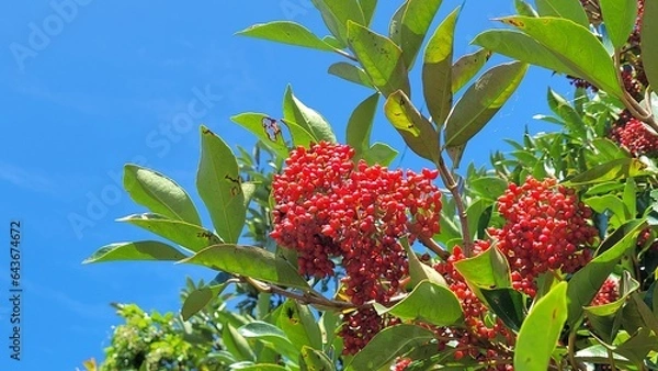 Obraz Viburnum odoratissimum var, Fruit, red fruit