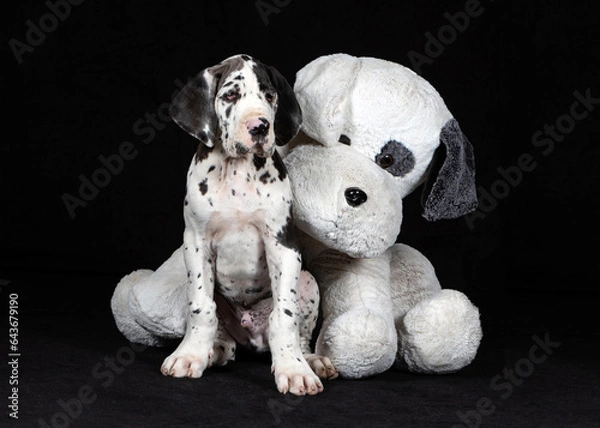 Obraz Deutsche Dogge, Welpe mit großem Plüschtier vor schwarzem Hintergrund