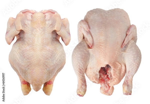 Fototapeta Ancestor and back chicken isolated on white background