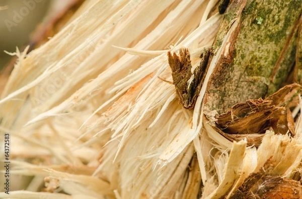 Fototapeta Broken branch