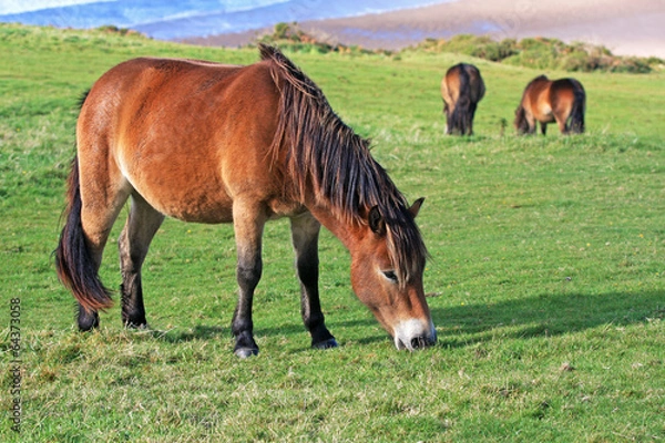 Fototapeta wild ponies
