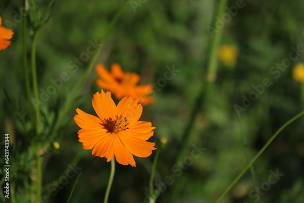 Fototapeta キバナコスモスが咲いていた2