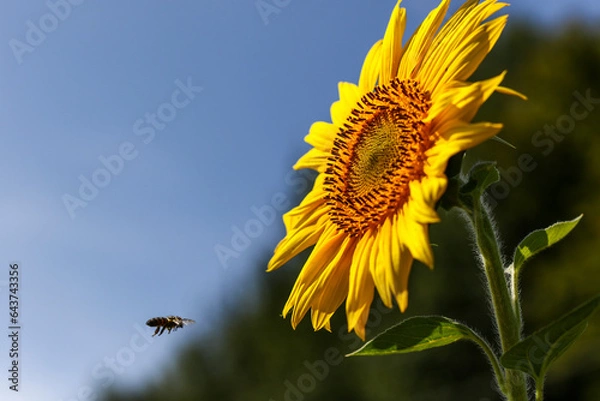 Fototapeta bee on a sunflower