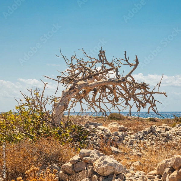 Obraz tree on the shore