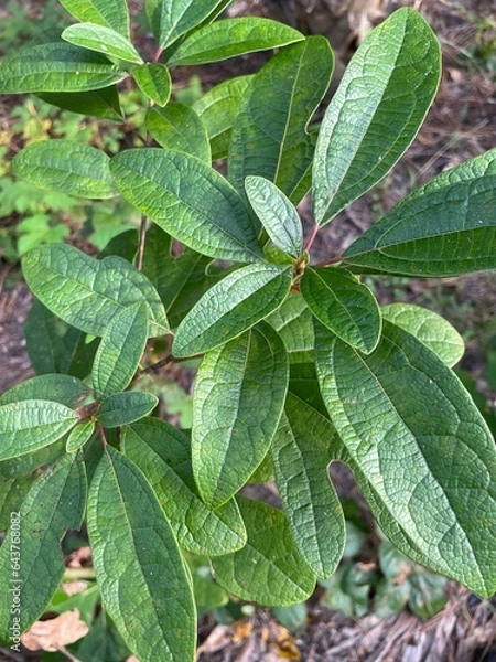 Obraz sassafras plant