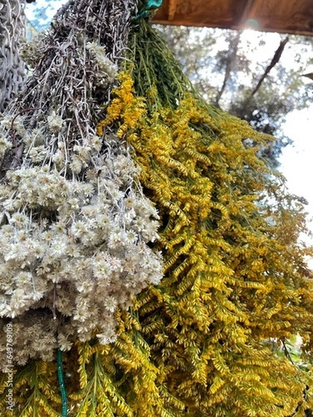 Obraz medicinal herbs