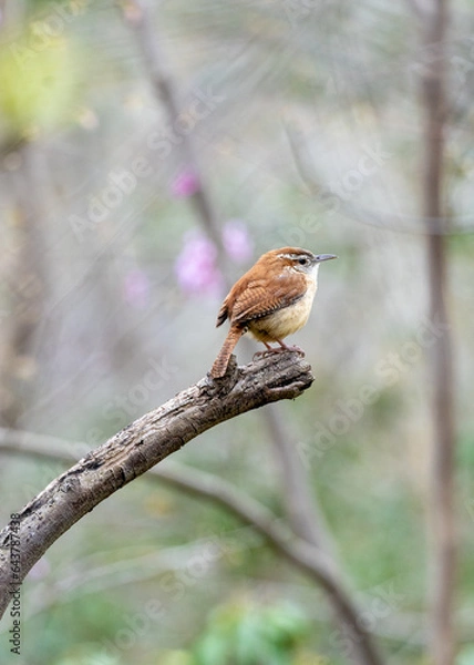 Obraz robin perched on a branch