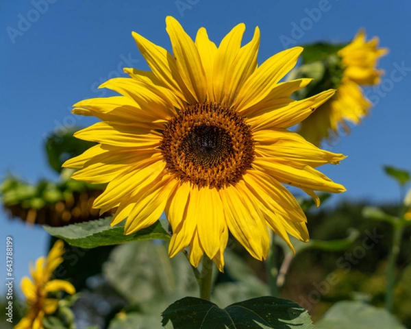 Obraz sunflower in the field