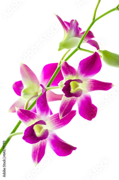 Fototapeta Orchind isolated white background