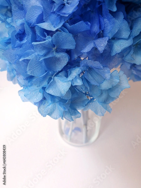 Fototapeta Blue hydrangea. Flowers. Macro, white background, space for text. Nature. Greeting. High quality photo