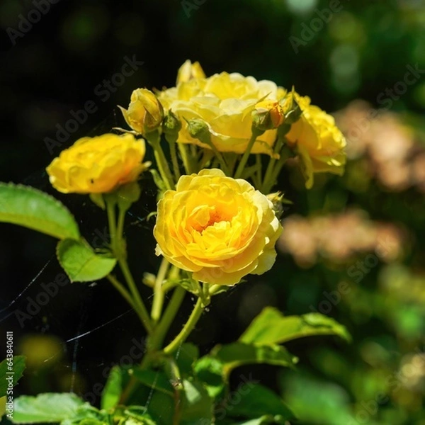 Fototapeta 光を浴びて輝く満開の黄色のバラ