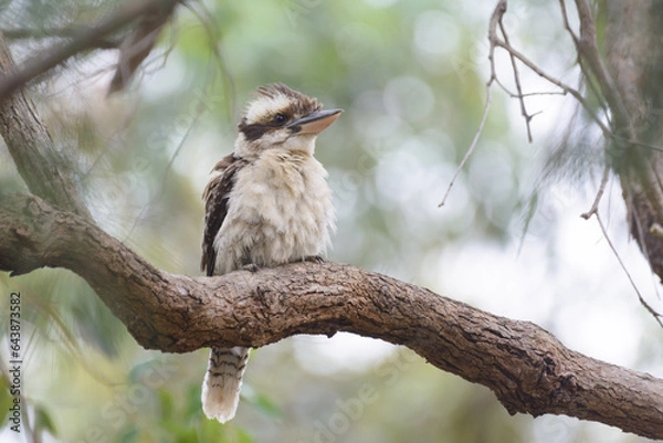 Obraz Laughing Kookaburra sitting on branch
