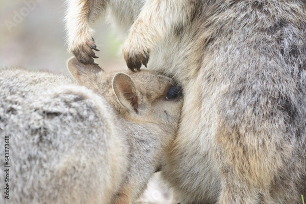 Obraz Mareeba Rock-wallaby joey drinking milk