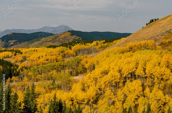 Obraz Yellow Birch Trees and Mountains
