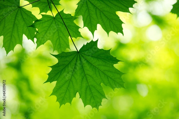 Fototapeta natural green background