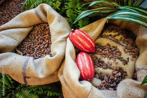 Fototapeta Cocoa Beans and Fruits