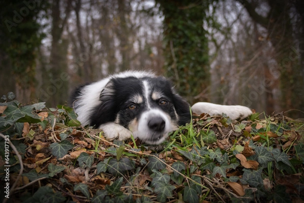 Fototapeta Autumn portrait of border collie in leaves. He is so cute in the leaves. He has so lovely face.